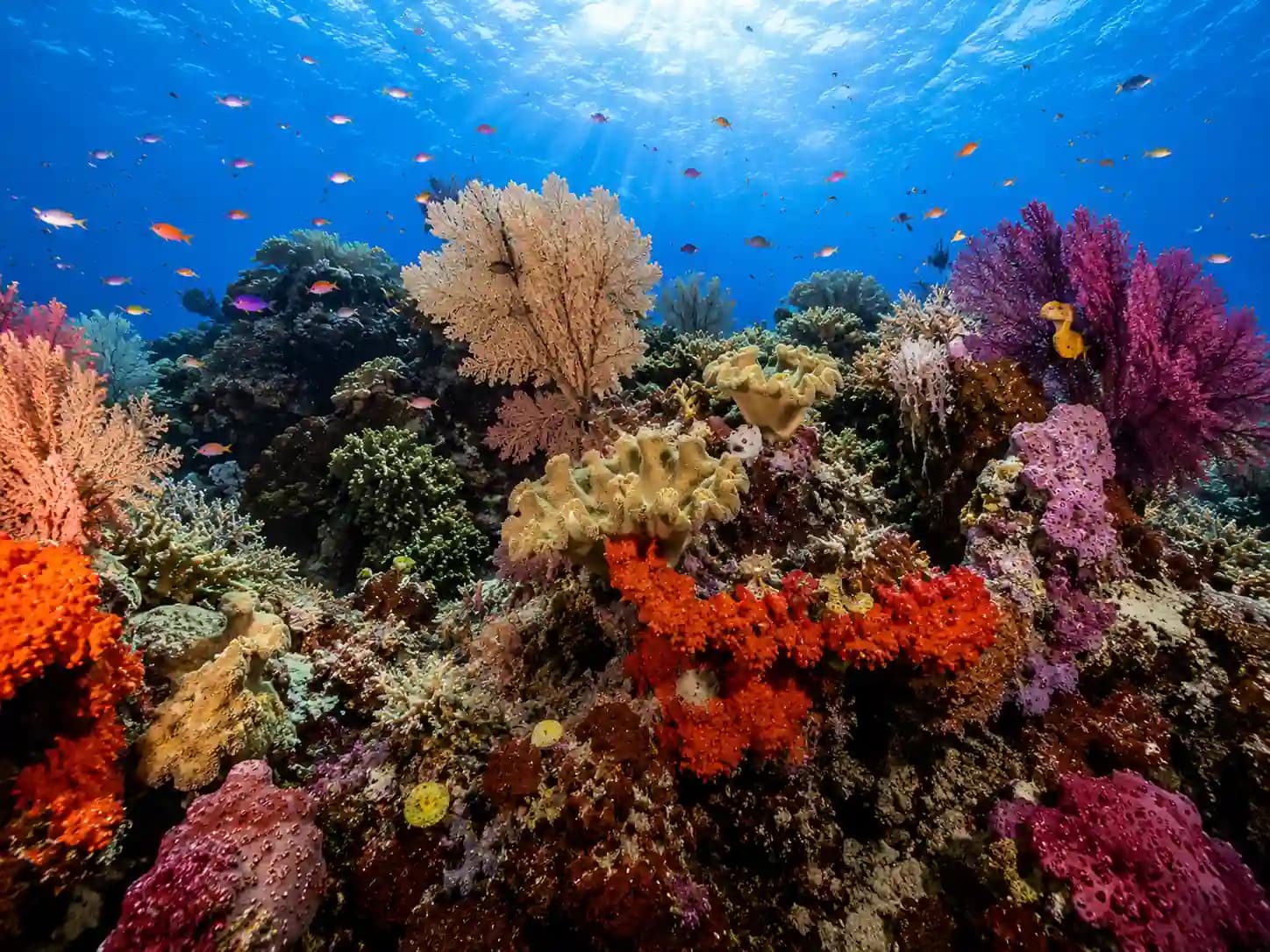 The Waves of Raja Ampat media 5