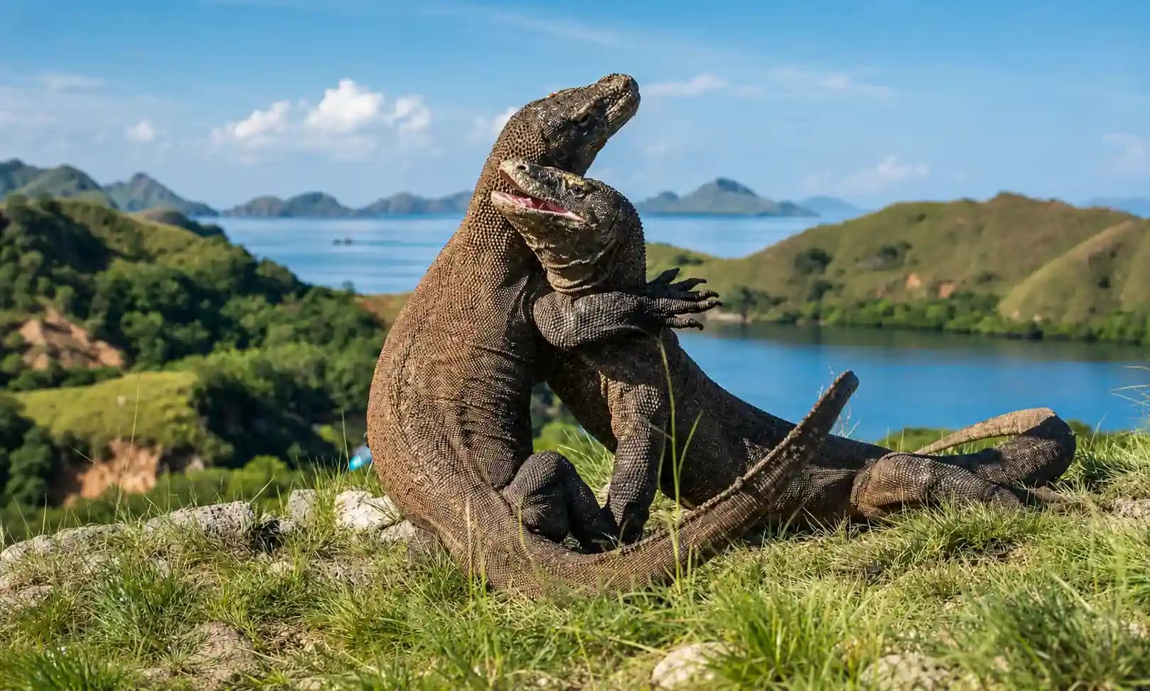 The Ultimate Lombok to Komodo media 3