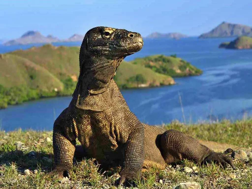 The Ultimate Lombok to Komodo media 5