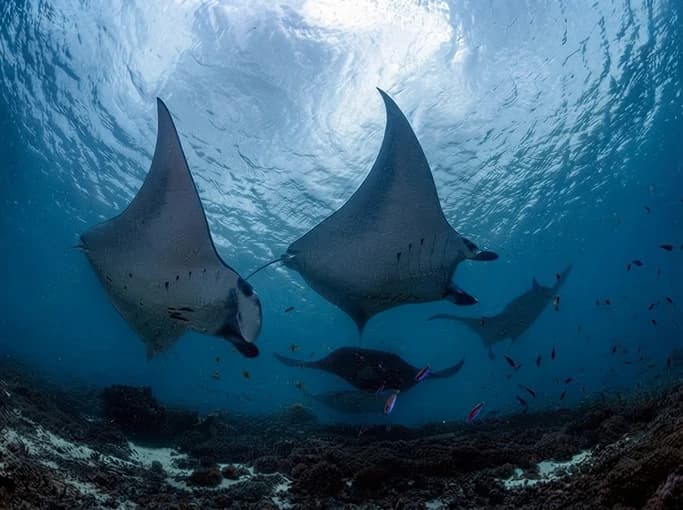 The Komodo Passage media 7