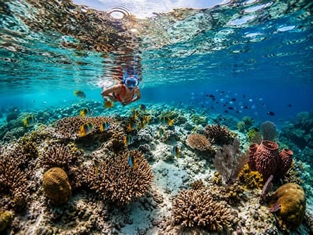 Wakatobi: Where the Coral Never Crowds media 5