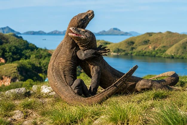 The Komodo Passage
