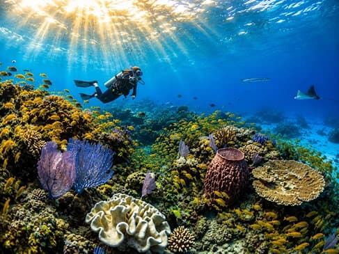 Wakatobi: Where the Coral Never Crowds gallery 2